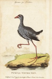Šedohlavý plavák, Porphyrio poliocephalus od George (after) Edwards
