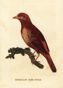 Guianan red cotinga, fénix řezník