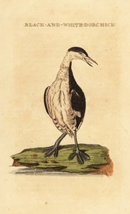Potápka rohatá, mládě, Podiceps auritus od George (after) Edwards