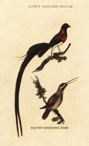 Ráj dlouhoocasý Whydah, Vidua paradisaea a kolibřík rufous, Selasphorus rufus od George (after) Edwards