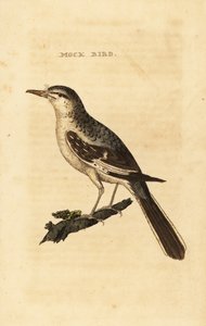 Pták severní, Mimus polyglottos