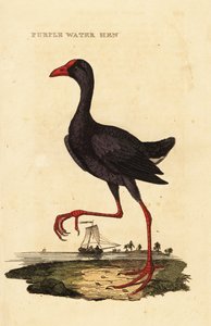 Fialový plavák, Porphyrio porphyrio od George (after) Edwards