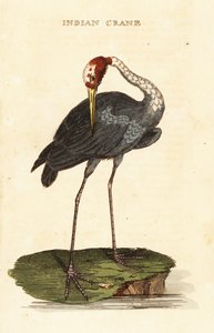 Sarus jeřáb, Antigona antigona od George (after) Edwards