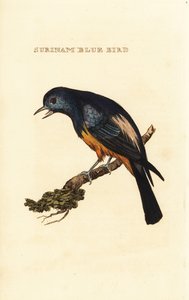 Tanager se stříbřitými prsy, údolí Tangara od George (after) Edwards