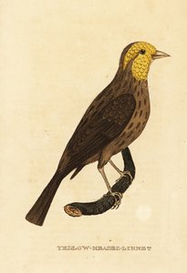 Žlutý groš, Pheucticus chrysopeplus od George (after) Edwards