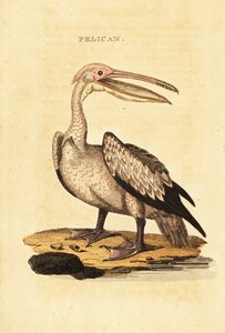 Pelikán bílý, Pelecanus onocrotalus od George (after) Shaw