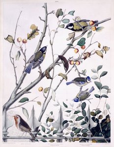Červená prsa (Robin), sýkora koňadra (samec a samice) a sýkora modrá (samec a samice), kolem 1841 (ručně kolorovaná rytina) od George (after) Shield