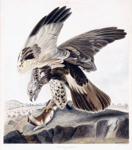 Káně drsnonohé (samice), kolem 1841 (ručně kolorovaná rytina) od George (after) Shield