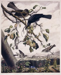 Lapač tečkovaných mušek (samec a samice), Black Bird (samec a samice) a lapač strakatých much (mladý), kolem roku 1841 (ručně kolorovaná rytina) od George (after) Shield