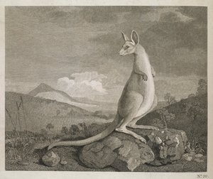 Zvíře nalezené na pobřeží Nového Holandska s názvem Kangaroo