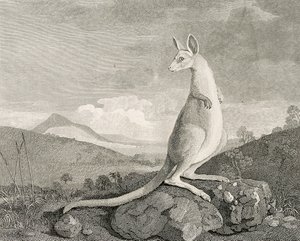 Zvíře nalezené na pobřeží Nového Holandska, zvané Kanguroo", asi 1773 (rytina, lept)