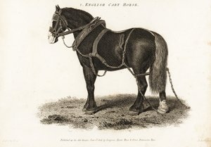 English Cart Horse nebo Shire tažný kůň.
