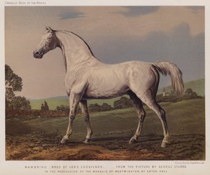 Nambrino, vyšlechtěno lordem Grosvenorem, v majetku markýze z Westminsteru, v Eaton Hall (barevné lito)