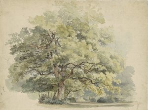 Studie stromů od George Andries Roth