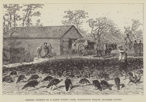 Krmení krůt na velké krůtí farmě, Washington Hollow, Dutchess County od George Augustus Sala
