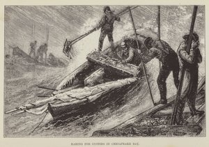 Hrabaní ústřic v Chesapeake Bay od George Augustus Sala
