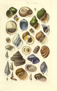Conchological Manual Plate 15. Barevné lastury včetně lastur Abalone od George B. Sowerby