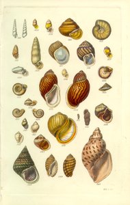 Conchological Manual Plate 25. Barevné pozemské mušle od George B. Sowerby