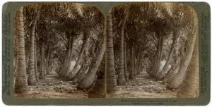 Avenue of kokosových palem, Florida, USA, 1891.