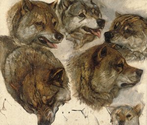 Studie hlav huskyů od George Bouverie Goddard