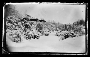 Rose Arbor zdola, Prospect Park, Brooklyn, kolem 1872-87 (mokrý kolodiový negativní)