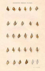 British Shells, c1859. od George Brettingham Sowerby