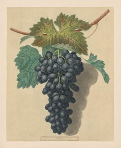 Pomona Britannica: č. 52 – Black Prince Grape, 1809.
