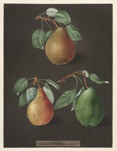 Pomona Britannica: č. 82 - Hrušky, 1807.