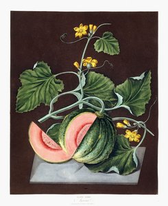 Dýně, 1812