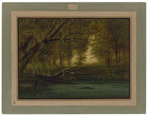 Aligátoří hnízdo od George Catlin