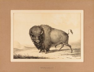 Buffalo Bull - č. 2 od George Catlin