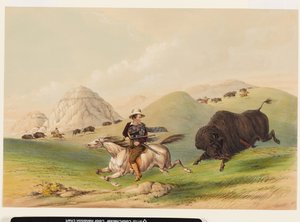 Lov bizonů, zahánění zpět od George Catlin
