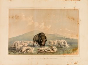 Lov bizonů, bílí vlci útočí na bizoního býka - č. 10 od George Catlin