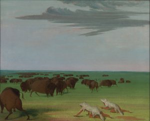 Lov bizonů pod maskou z vlčí kůže od George Catlin