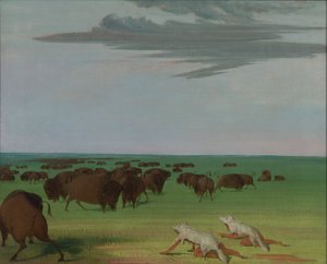 Lov na buvola pod maskou vlčí kůže, 1832-1833. od George Catlin
