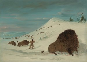 Buffalo Lancing ve sněhových závějích - Sioux, 18611869. od George Catlin
