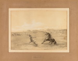 Chytání divokého koně - ne. 4 od George Catlin