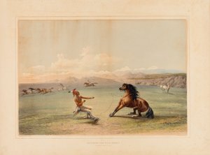 Chytání divokého koně - ne. 4 od George Catlin