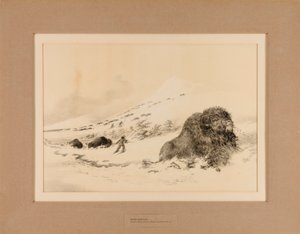Umírající bizon - č. 17 od George Catlin