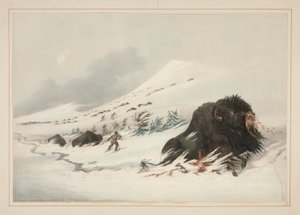 Dying Buffalo Bull, in Snow Drift, pl. 17 z portfolia severoamerických indiánů od George Catlin
