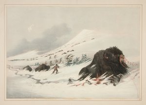 Umírající bizoní býk ve sněhové závěji, tabule 17 z Portfolia severoamerických Indiánů od George Catlin