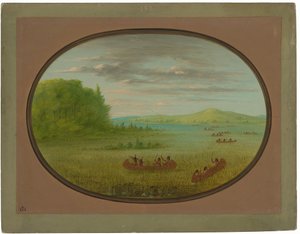 Sběr divoké rýže - Winnebago od George Catlin