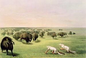 Lov buvolů maskovaných vlčími kůžemi, kolem roku 1832