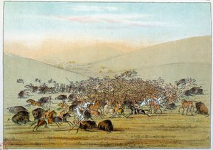 Indiáni Ameriky: Indičtí miniatarees lovící buvoly s oštěpy. Ilustrace George Catlin (1794-1872) od George Catlin