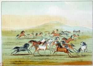 Indiáni Ameriky: divocí koně, které lovili indiáni. Ilustrace George Catlin (1794-1872) od George Catlin