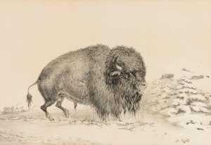 Těžce zraněný bizon - č. 16 od George Catlin