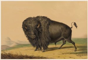 Americký bizon od George Catlin