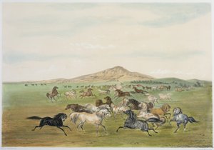 Divocí koně při hře (barevná litografie) od George Catlin