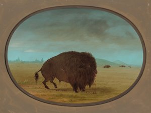 Zraněný buvolí býk, 18611869. od George Catlin
