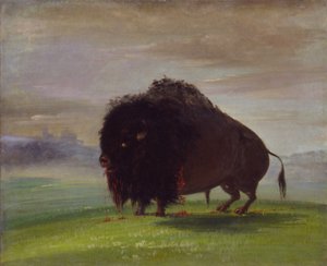 Zraněný bizon, který prolévá svou krev nad prérií od George Catlin